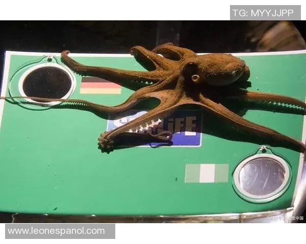 章鱼为何成为足球明星的代名词及其背后的故事揭秘 章鱼为何成为足球明星的代名词及其背后的故事揭秘